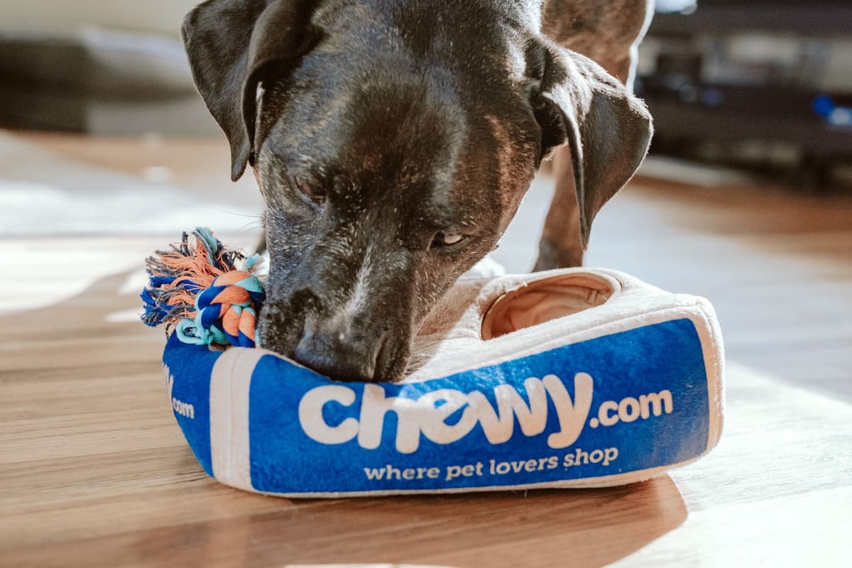 Mājdzīvnieku viesnīcas un izmitināšana